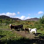Madra Rua Organic