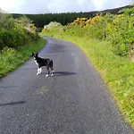 Madra Rua Organic