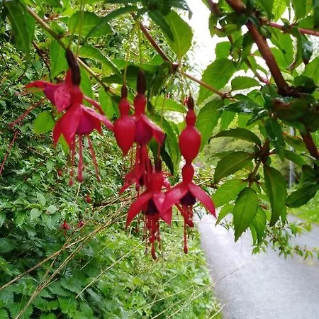 住宿加早餐酒店 Madra Rua Organic