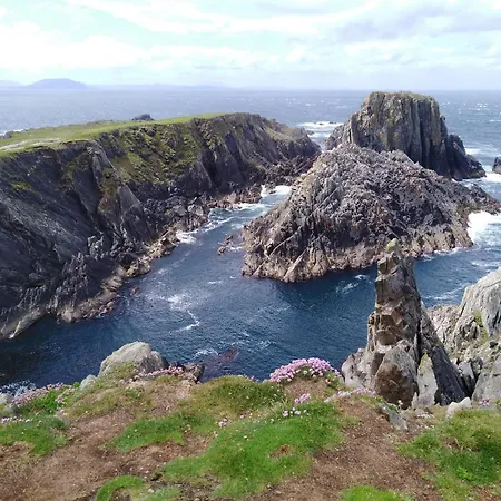 Madra Rua Organic Ballyliffin