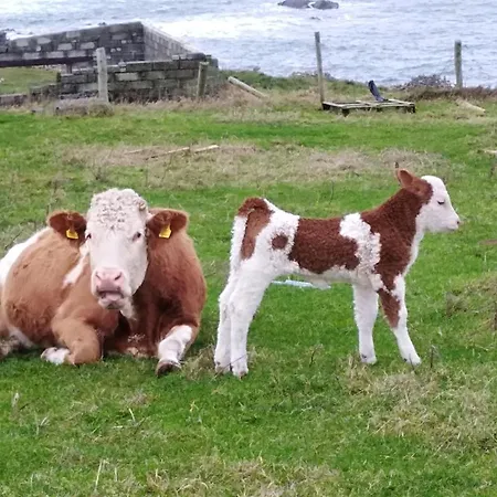 Nocleg ze śniadaniem Madra Rua Organic Ballyliffin