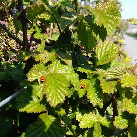 Alojamento de Acomodação e Pequeno-almoço Madra Rua Organic