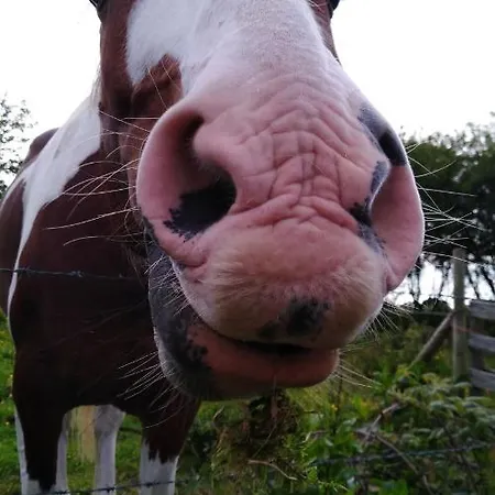 Madra Rua Organic 3*