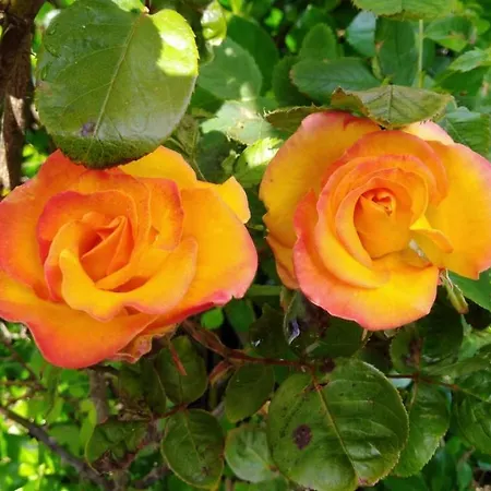 לינה וארוחת בוקר Madra Rua Organic
