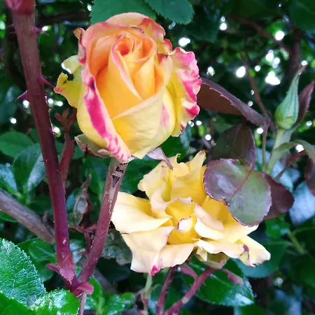 Madra Rua Organic Nocleg ze śniadaniem Ballyliffin