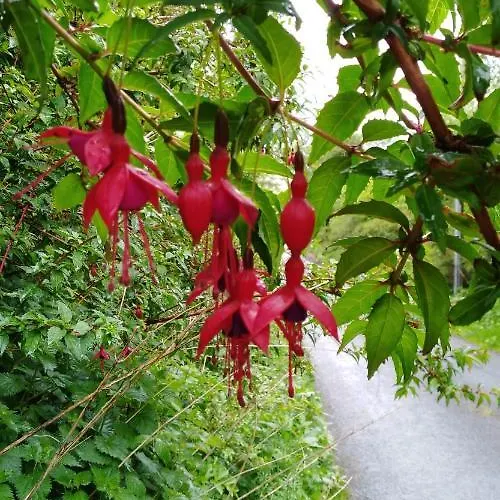 Frühstückspension Madra Rua Organic