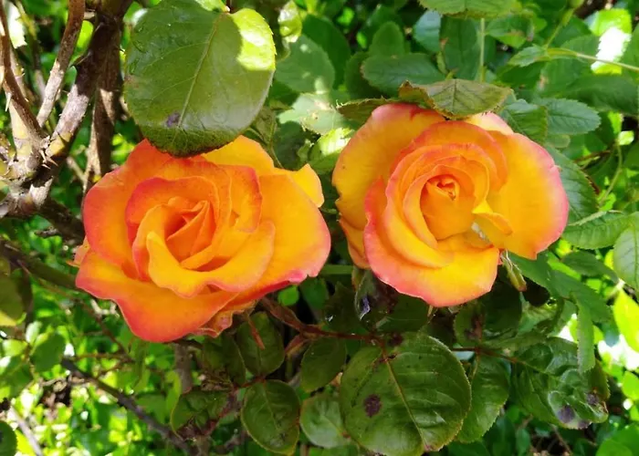 לינה וארוחת בוקר Madra Rua Organic