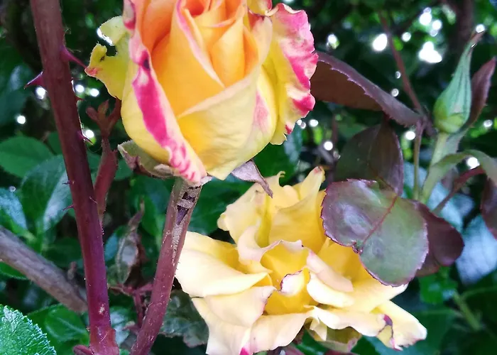 Madra Rua Organic Frühstückspension Ballyliffin